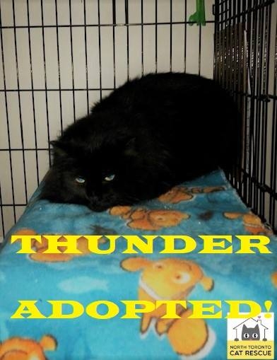 Thunder-Adopted-on-March-17-2019
