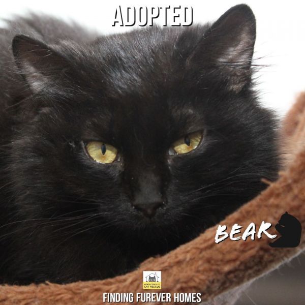 Bear-Adopted-on-May-23-2020