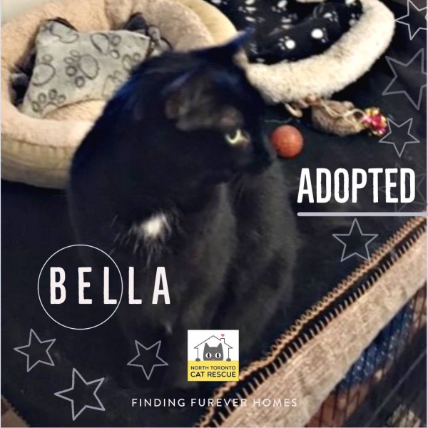 Bella-Adopted-on-April-6-2019