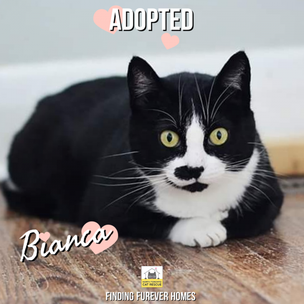 Bianca-Adopted-on-May-16-2020