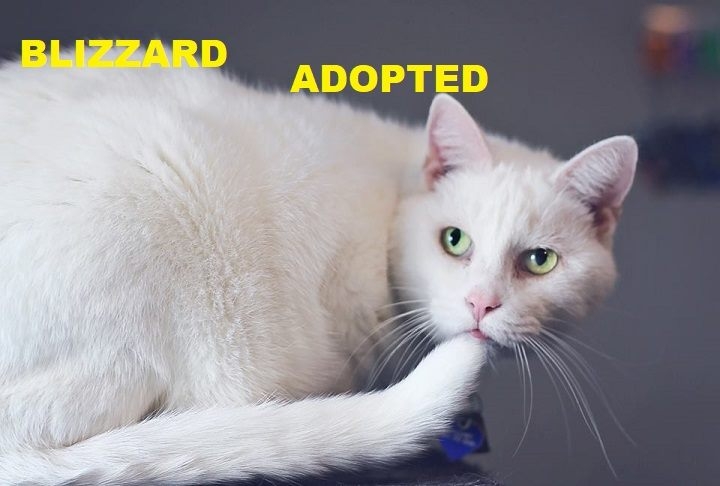 Blizzard - Adopted - July 11, 2018