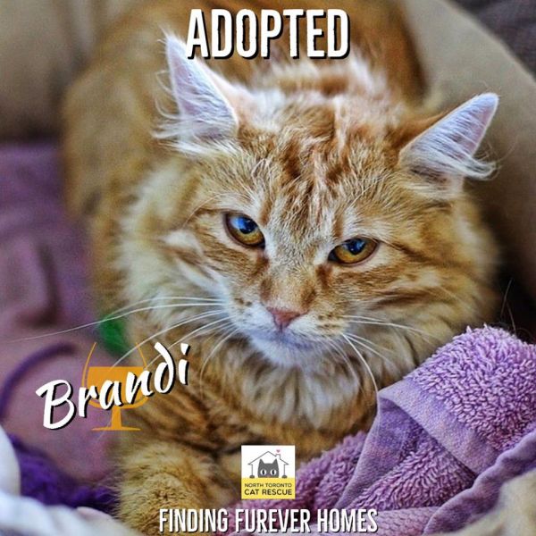 Brandi-Adopted-on-October-27-2019