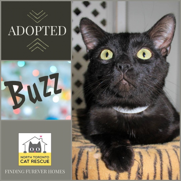 Buzz-Adopted-on-April-6-2019