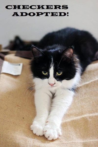 Checkers - Adopted on February 2, 2019 with Stormy
