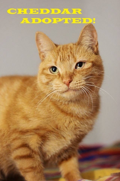 Cheddar - Adopted on October 21, 2018