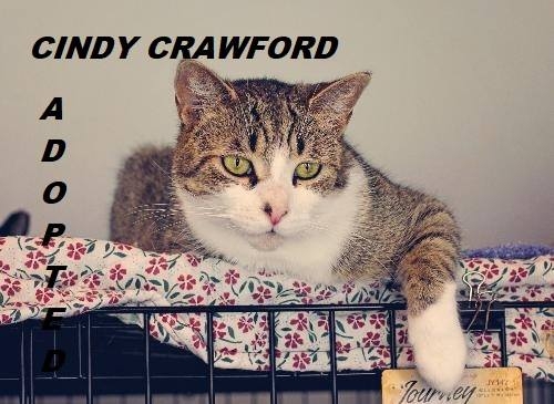 Cindy Crawford - Adopted - December 16, 2017