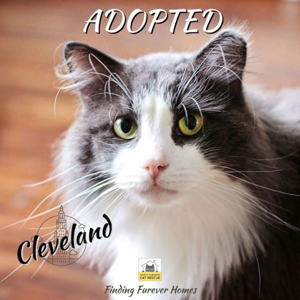 Cleveland-Adopted-on-September-28-2019