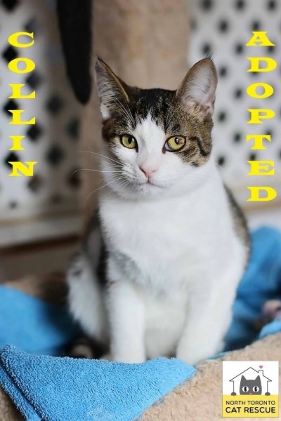 Collin-Adopted-on-March-16-2019-with-Diamond
