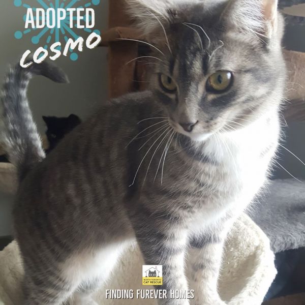 Cosmo-Adopted-on-April-26-2020-with-Purr-cilla