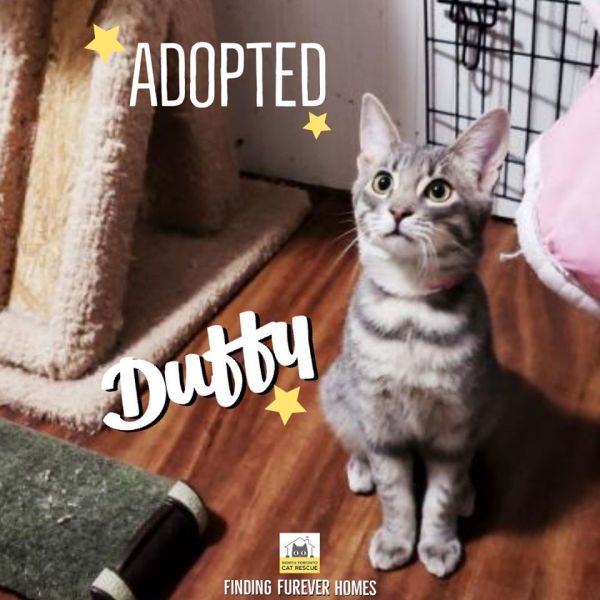 Duffy-Adopted-on-January-26-2020