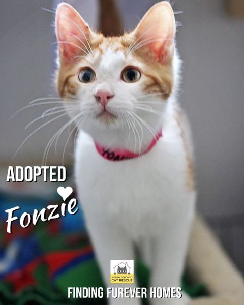 Fonzie-Adopted-on-February-9-2020-with-Cleo