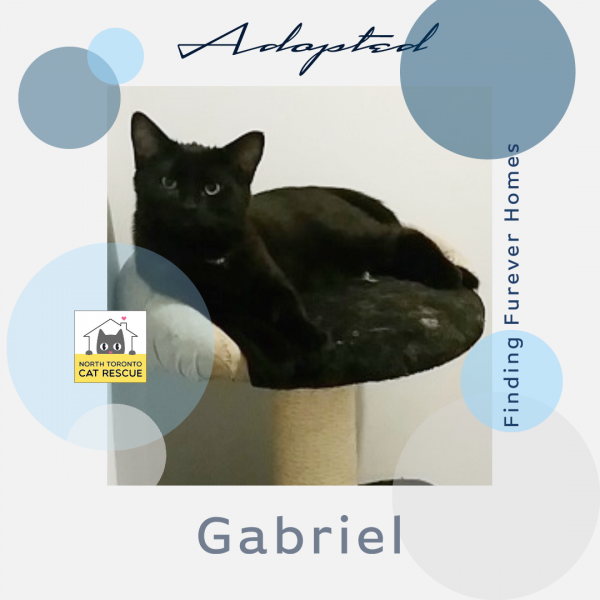 Gabriel-Adopted-on-April-6-2019