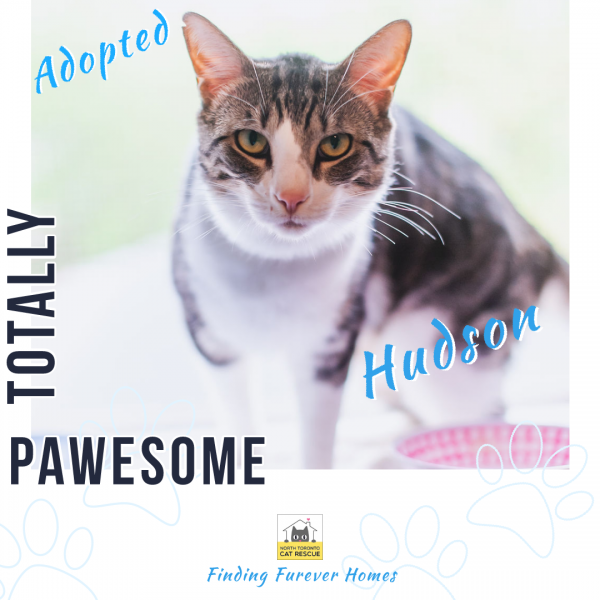 Hudson-Adopted-on-May-30-2019