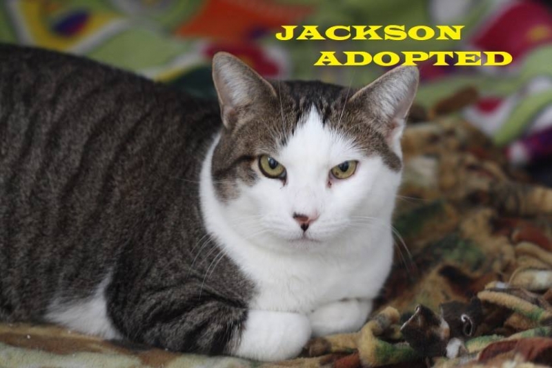Jackson - Adopted - September 1, 2018