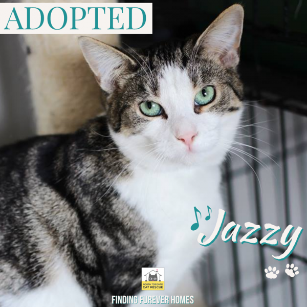 Jazzy-Adopted-on-August-12-2019