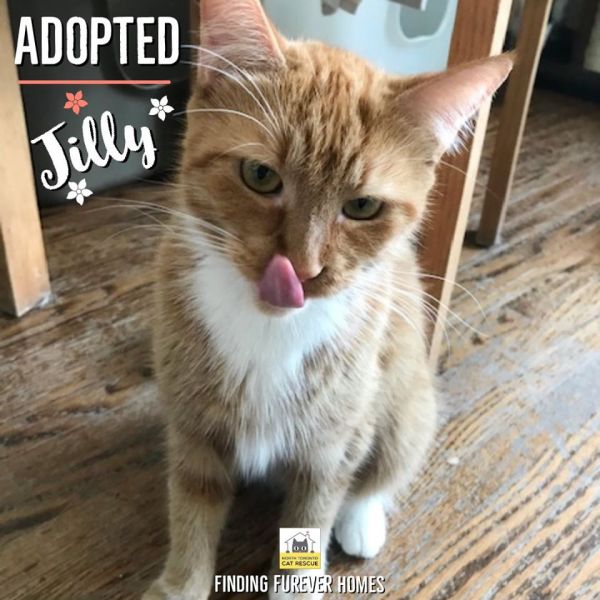 Jilly-Adopted-on-June-27-2020