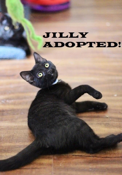 Jilly - Adopted on November 17, 2018