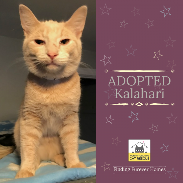 Kalahari-Adopted-on-April-5-2019-with-Batman