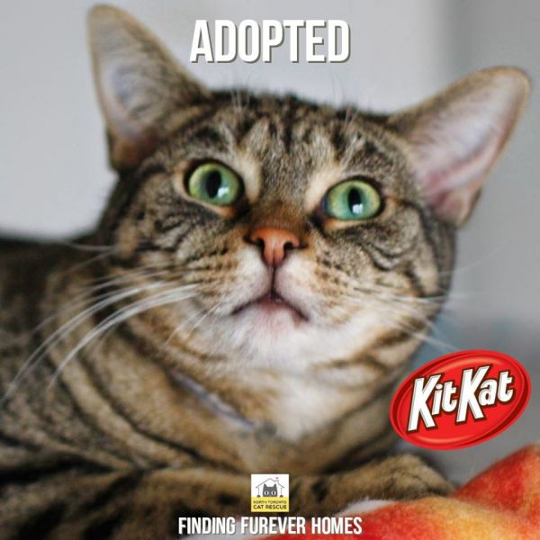 KitKat-Adopted-on-December-28-2019