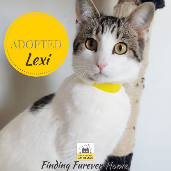 Lexi-Adopted-on-November-13-2019