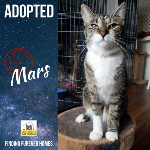 Mars-Adopted-on-August-3-2019