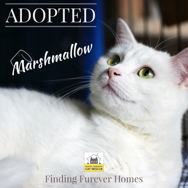 Marshmallow-Adopted-on-October-26-2019