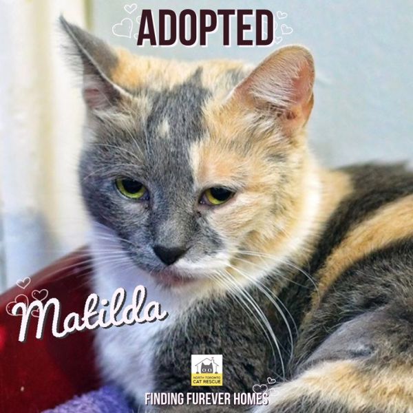 Matilda-Adopted-on-August-16-2019
