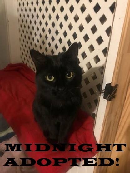 Midnight - Adopted on February 24, 2019