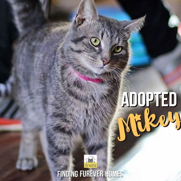 Mikey-Adopted-on-February-8-2020