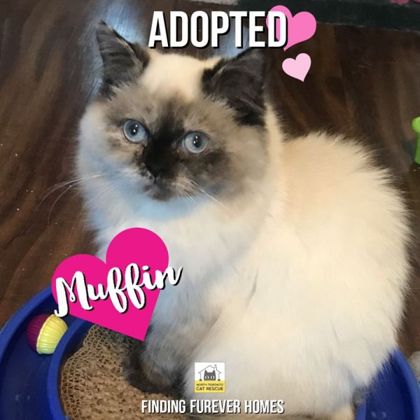 Muffin-Adopted-on-December-14-2019