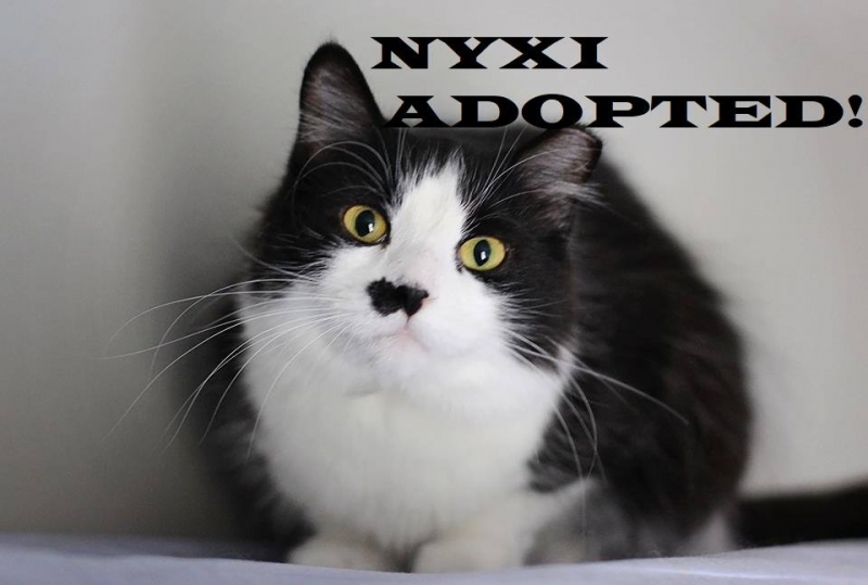 Nyxi - Adopted on December 28, 2018