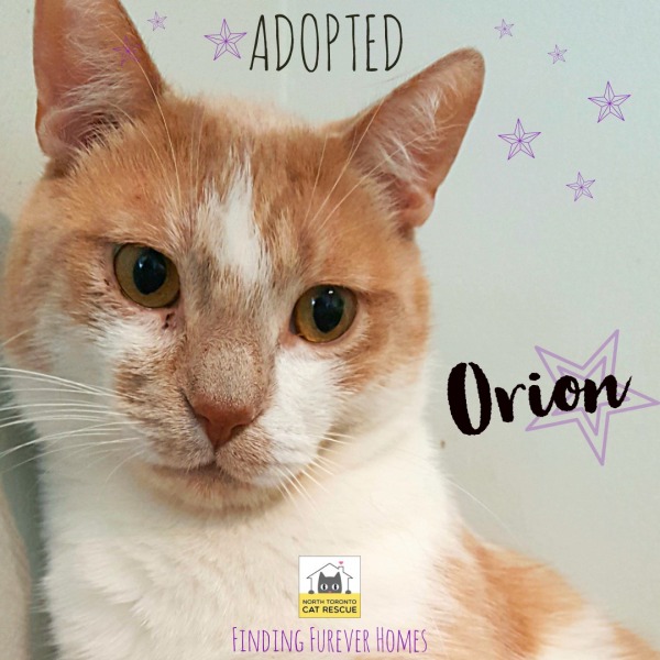 Onrion-Adopted-on-June-8-2019