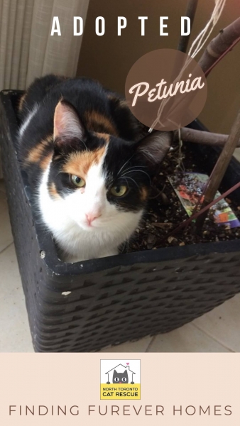Petunia-Adopted-on-March-30-2019