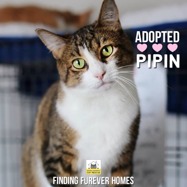 Pipin-Adopted-on-April-18-2020