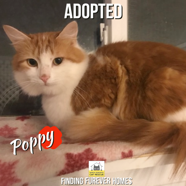 Poppy-Adopted-on-January-5-2020