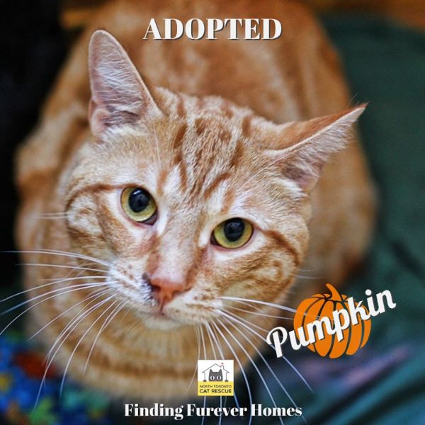 Pumpkin-Adopted-on-October-6-2019-with-Simon