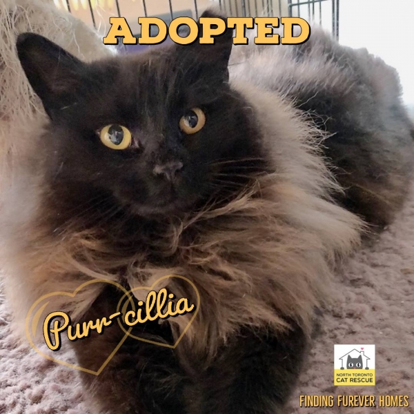 Purr-cillia-Adopted-on-April-14-2019