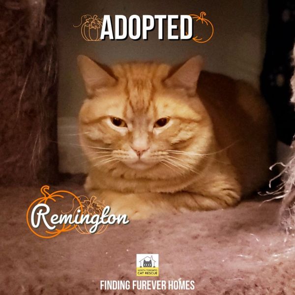Remington-Adopted-on-October-26-2019