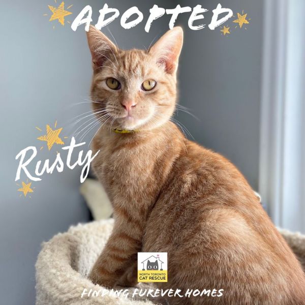 Rusty-Adopted-on-November-16-2019