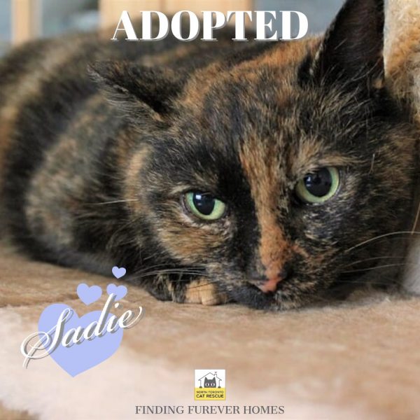 Sadie-Adopted-on-July-23-2019-with-Abbott