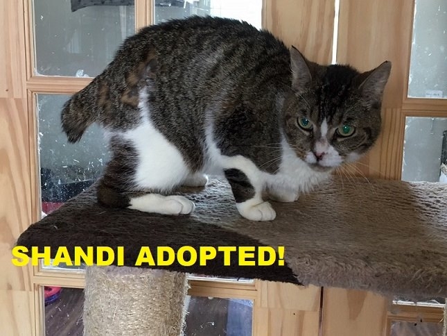 Shandi - Adopted - July 2, 2018