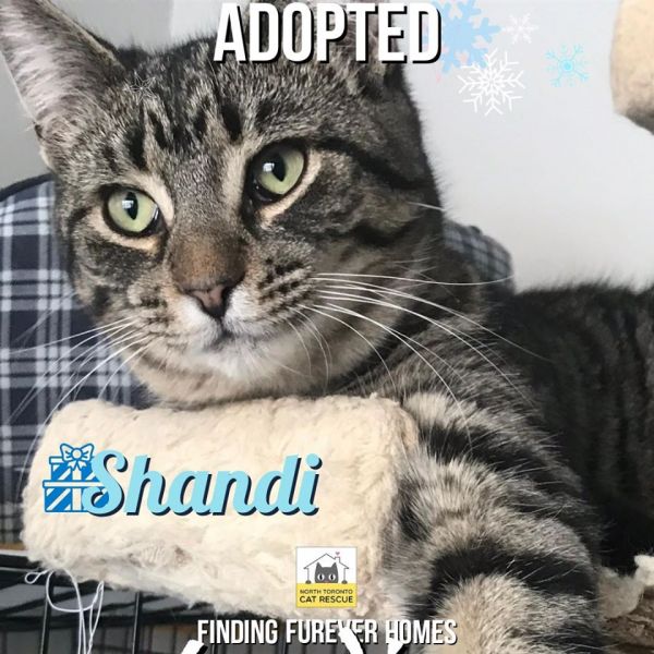 Shandi-Adopted-with-December-21-2019-with-Zippety