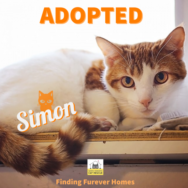 Simon-Adopted-on-October-6-2019-with-Pumpkin
