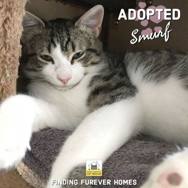 Smurf-Adopted-on-April-11-2020