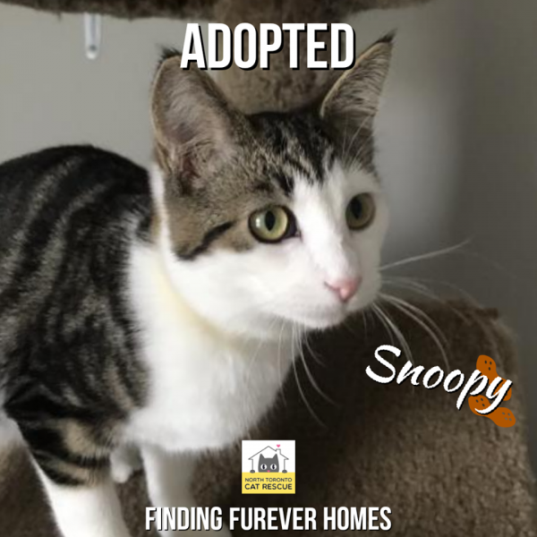 Snoopy-Adopted-on-February-1-2020-with-Precious
