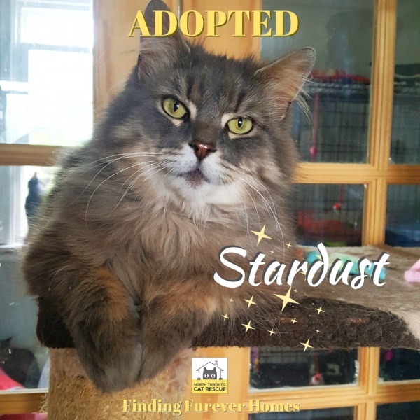 Stardust-Adopted-on-July-27-2019