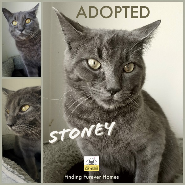 Stoney-Adopted-on-June-22-2019