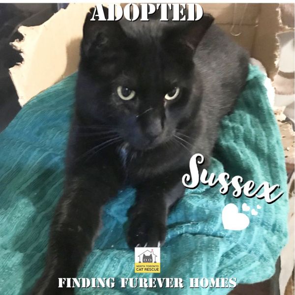 Sussex-Adopted-on-February-9-2020