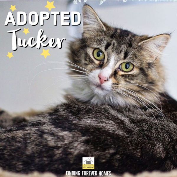 Tucker-Adopted-on-January-25-2020-with-Brooke
