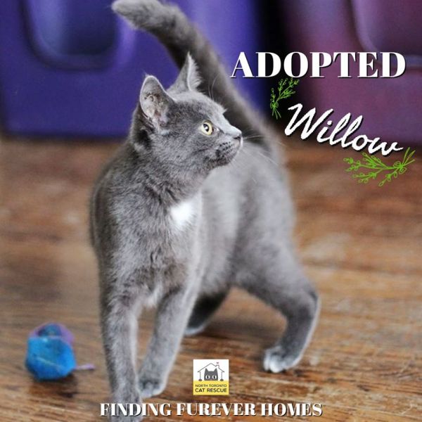 Willow-Adopted-on-March-21-2020
